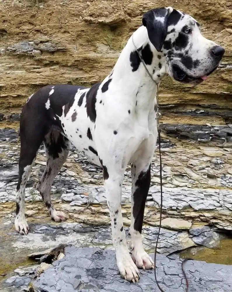 Scoober Danes Taken Away To The Dark Side