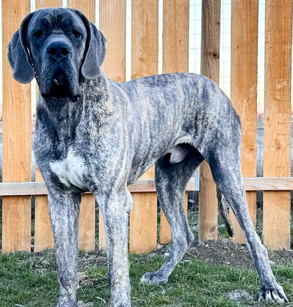 Scoober Danes Ashur, Joy Of PFD