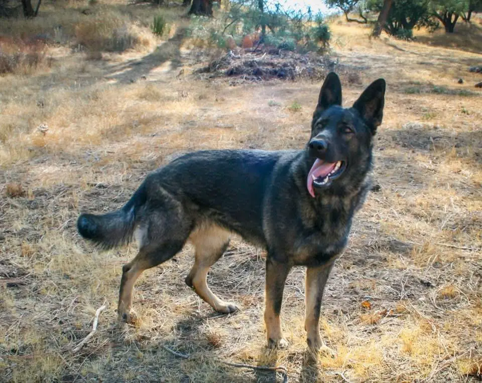 Rosa Vom Ritterhund