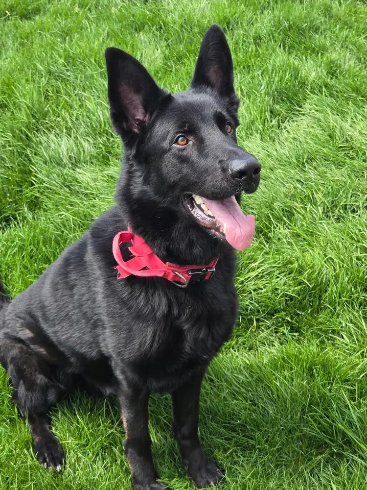 Kairo Vom Ritterhund