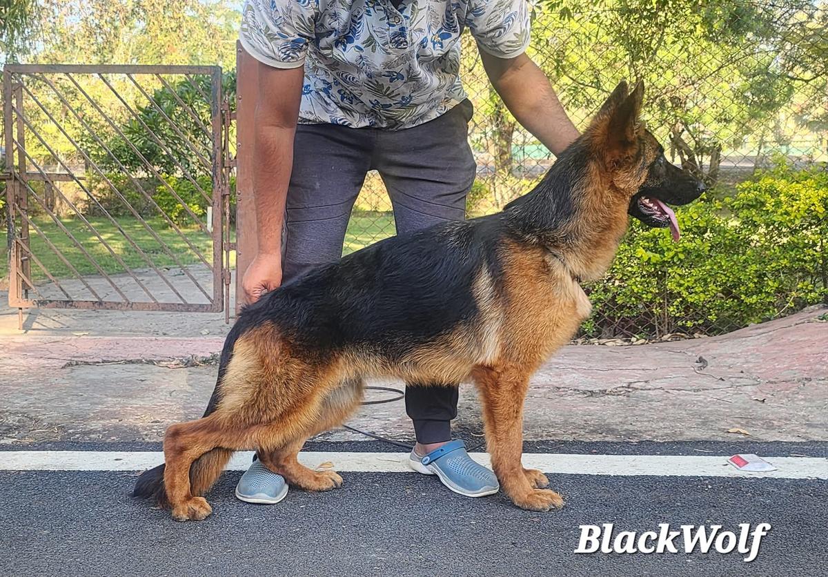 Blackwolf 's Yully
