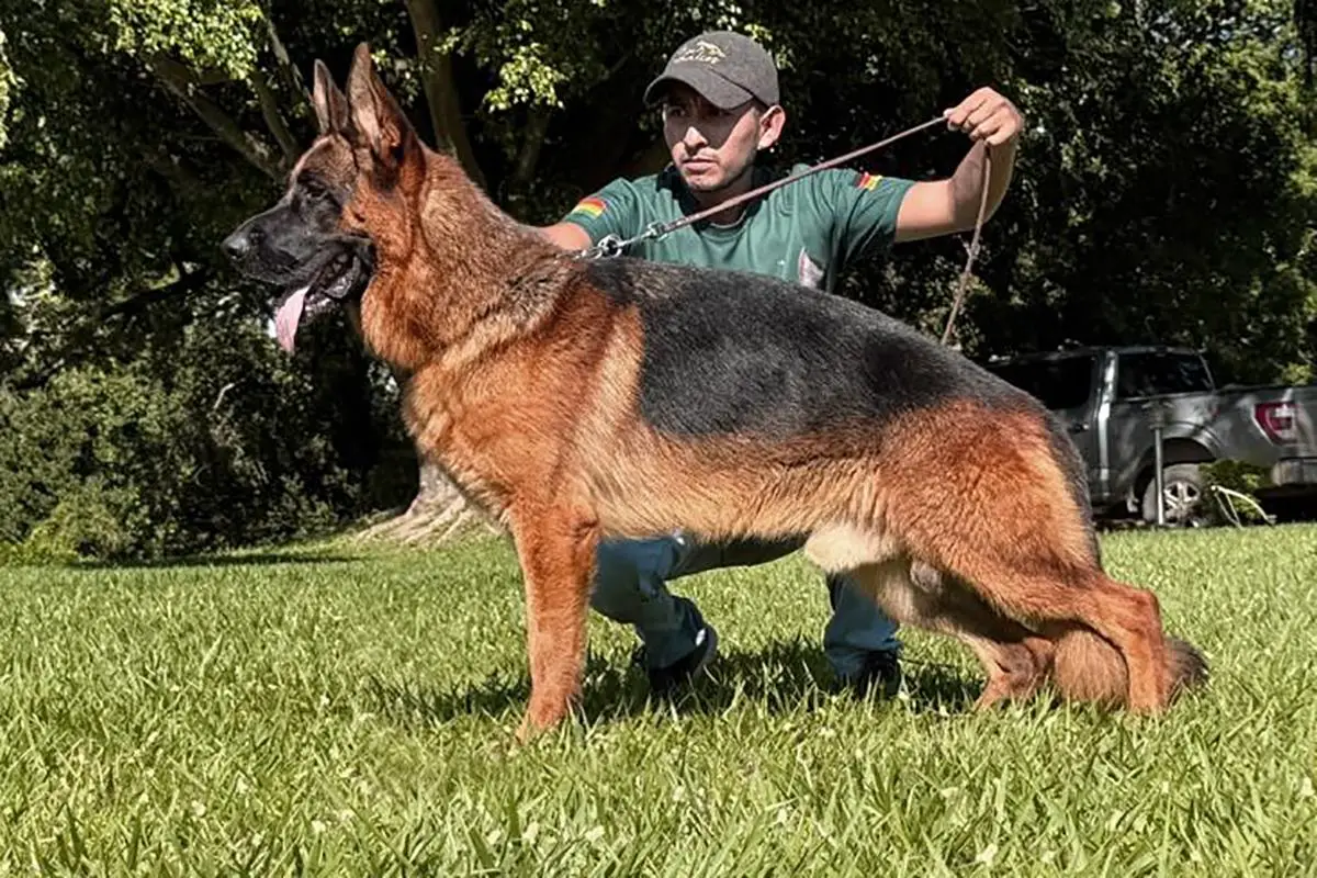 Adriano Viejo Camarada