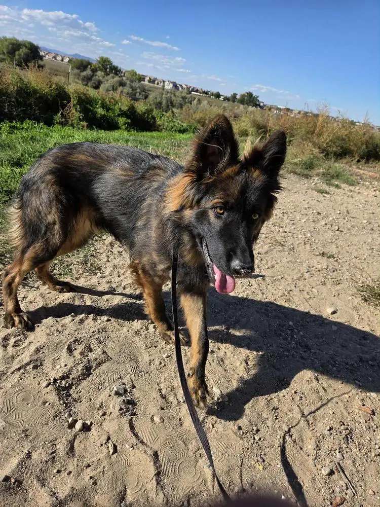 Isis Des Schwarzen Flusses