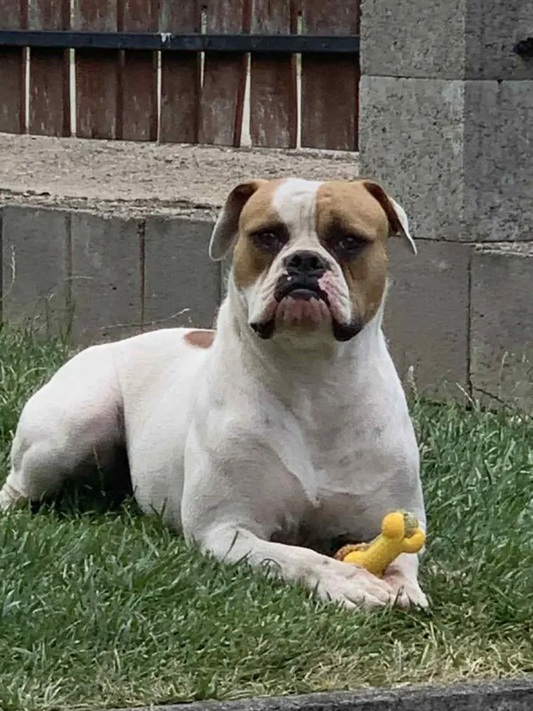 Rsd Bulls Maisy