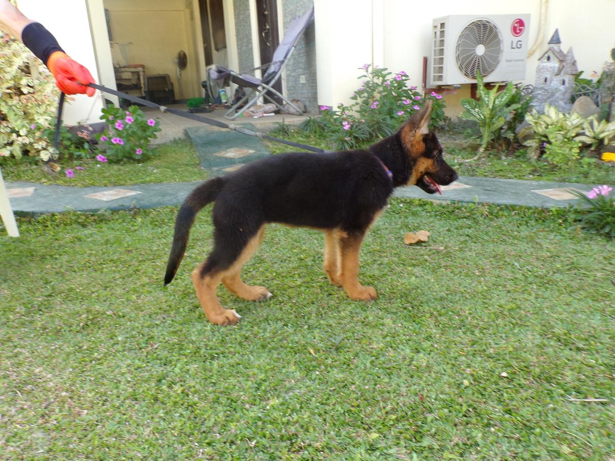 Bess vom Brennenbusch,