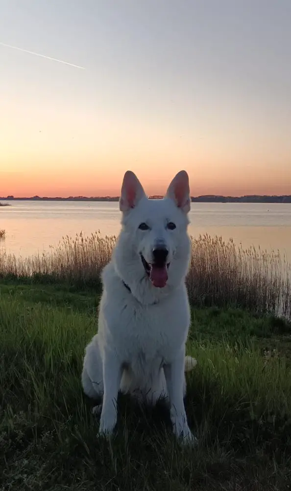 Ulixes-TARO vom Sutumer Grund