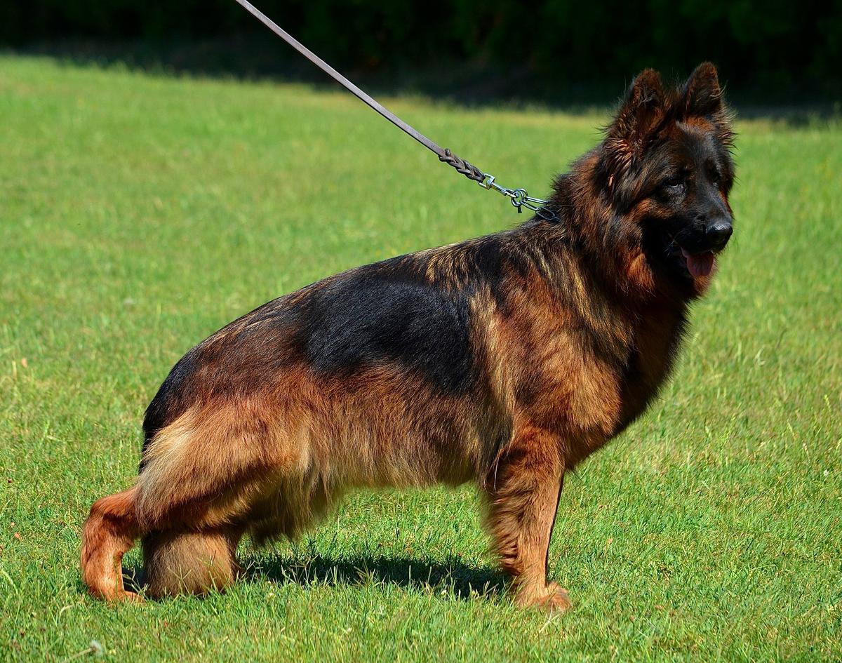 Jolly Von Yugerschof