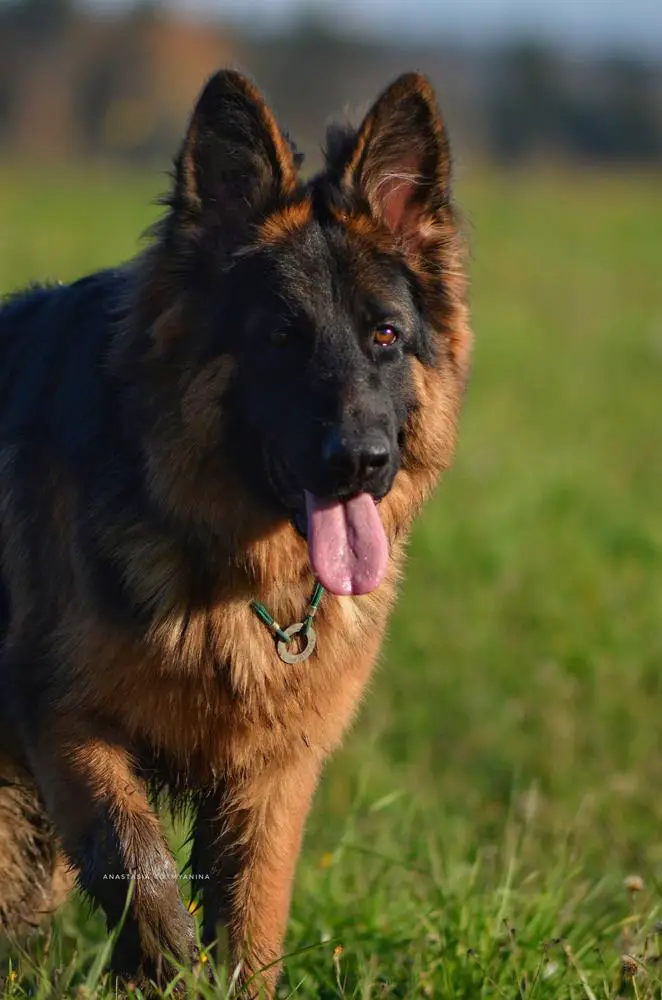 Erben Welt Stern Furiya