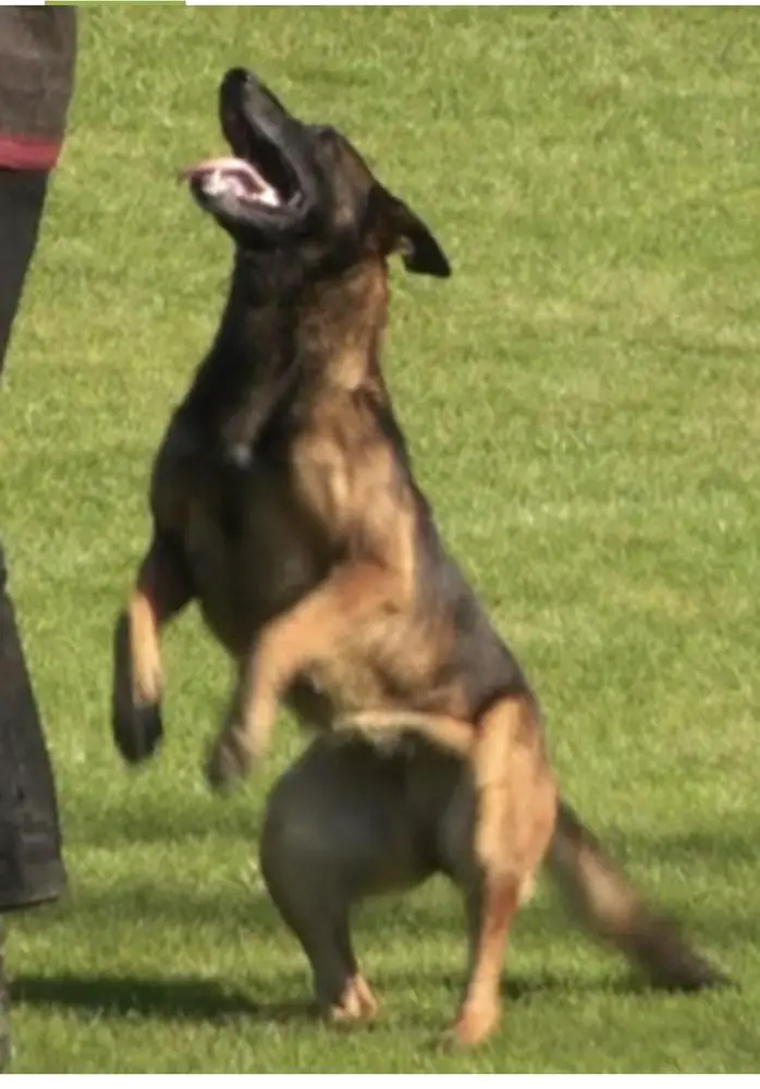 Ezra van Masja's Home