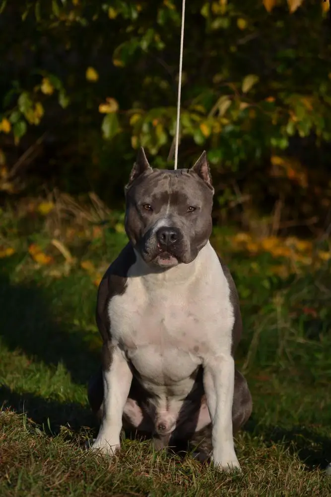 DENVERS ELITE SHOW MUST GO ON