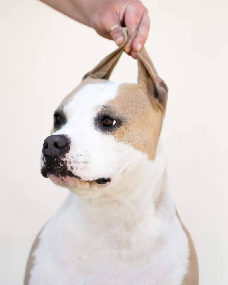 ELSA z Samotni Christa (FCI)