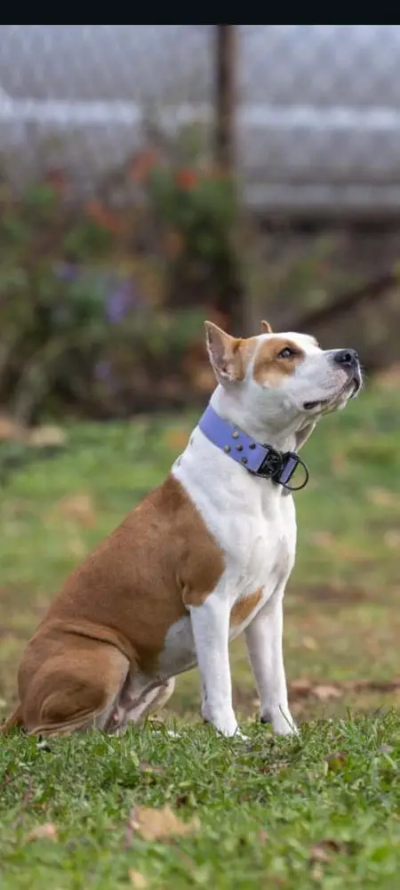 PRIDE SPIRIT SAMBUKA KAZANTIP