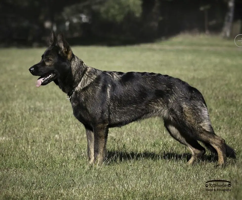 Elli von den Schwarzen von Monstab