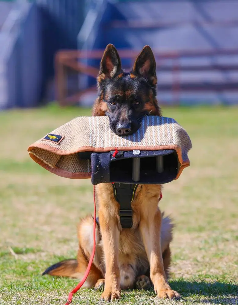 Rudi vom Team Valtenberg