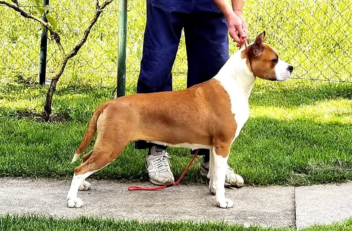 Roses King of Ring's