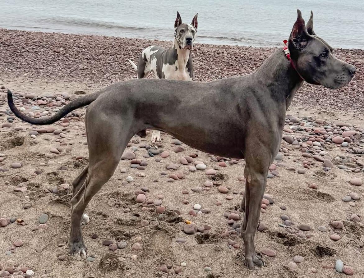 Cowtown's Meatball So Hard