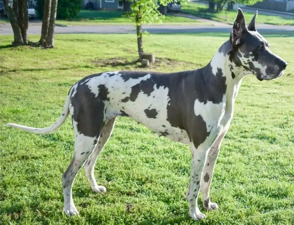 Cowtown's Kailua Zwei Meere