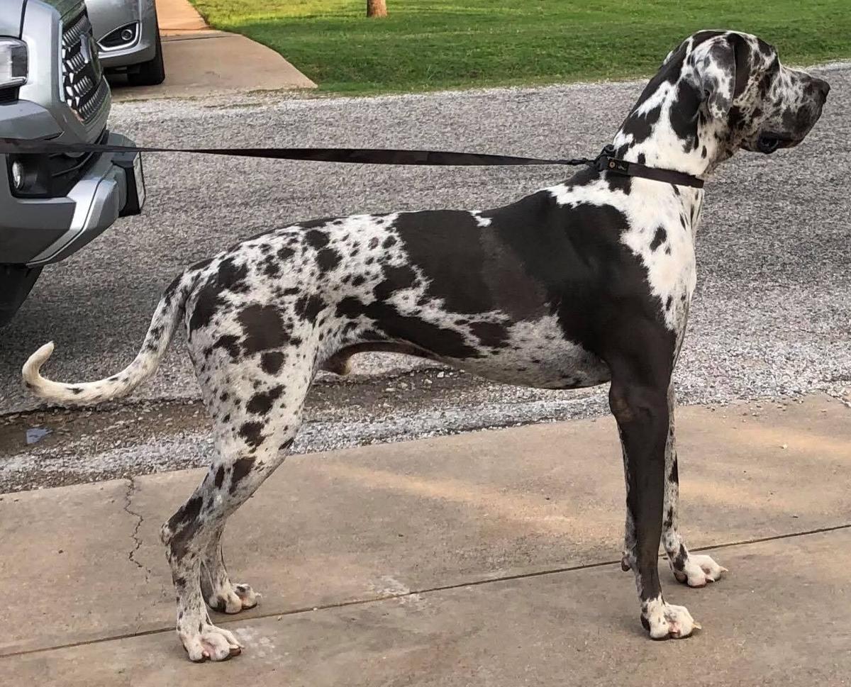 Anderson's Blau Duke