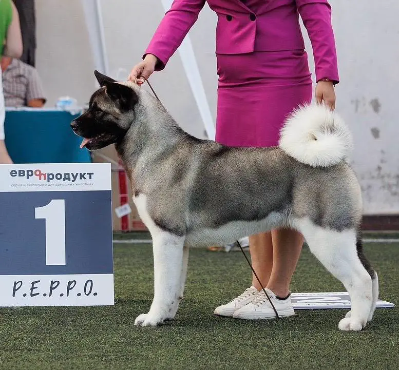 MARIFIRSENTO GLORY OF THE SUN