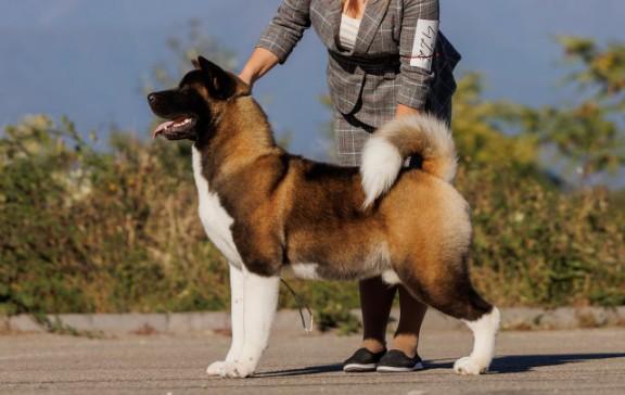 EVERYONE'S DREAM KAYROS