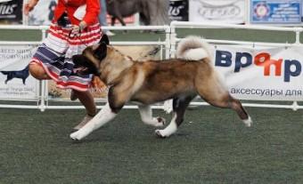 KOANTARUS GUNS AND ROSES