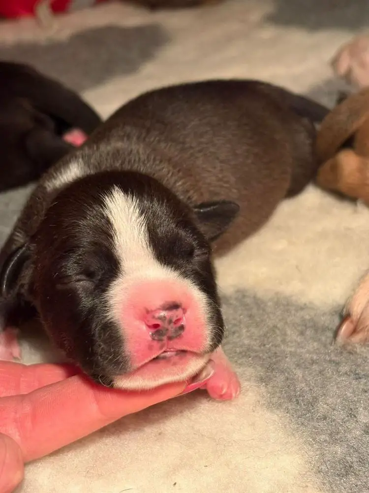 TBH Jackpot Tcenniy Prize Semper Invicta