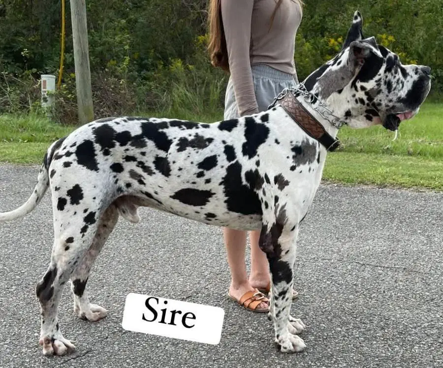 Leap Of Faith's Keno