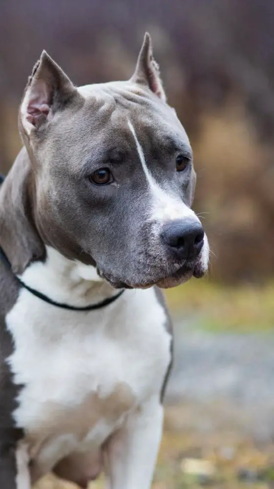 BAKARORO END ITUBORI O'HARA SCARLETT