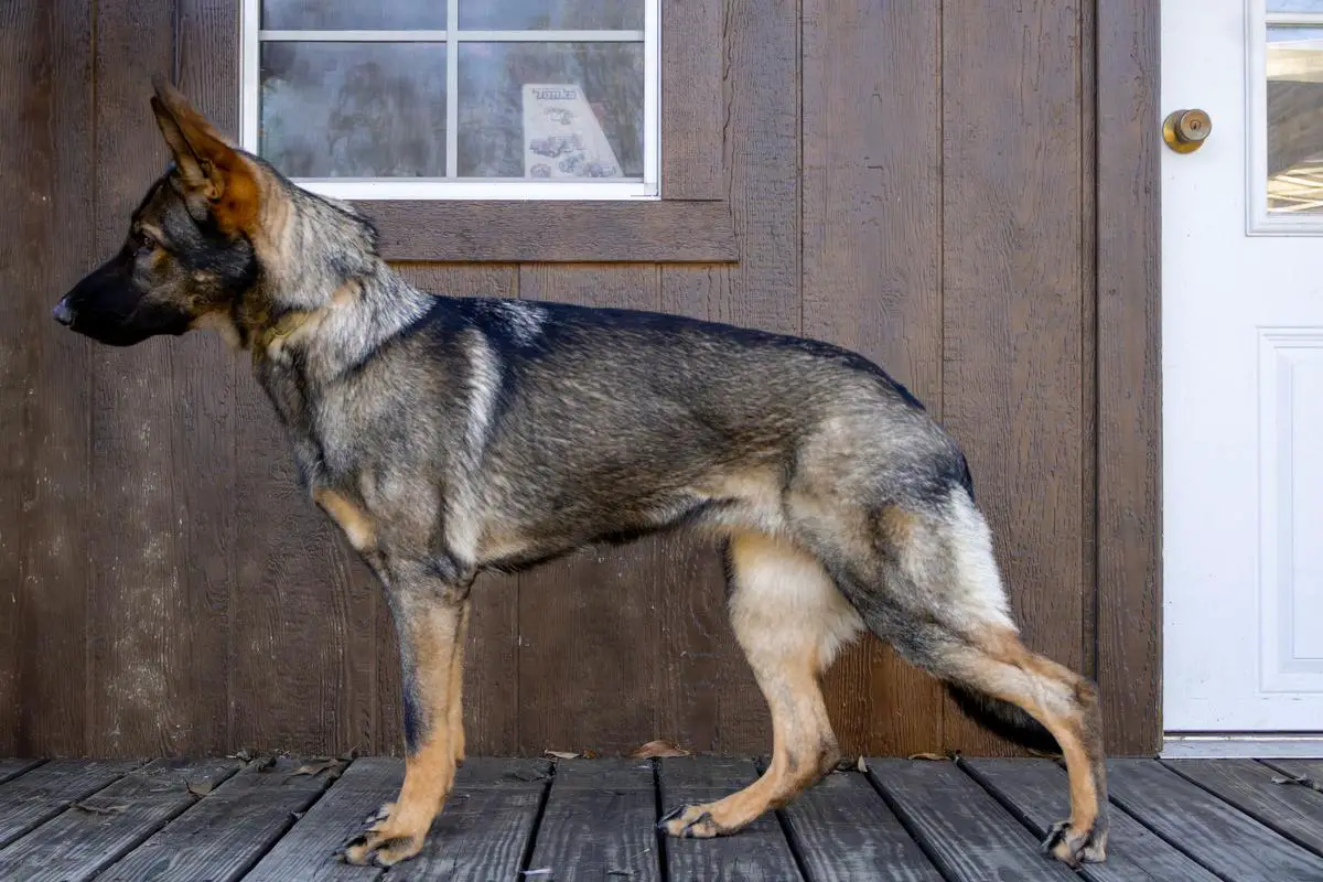 Equinox vom Eiserner Krieger