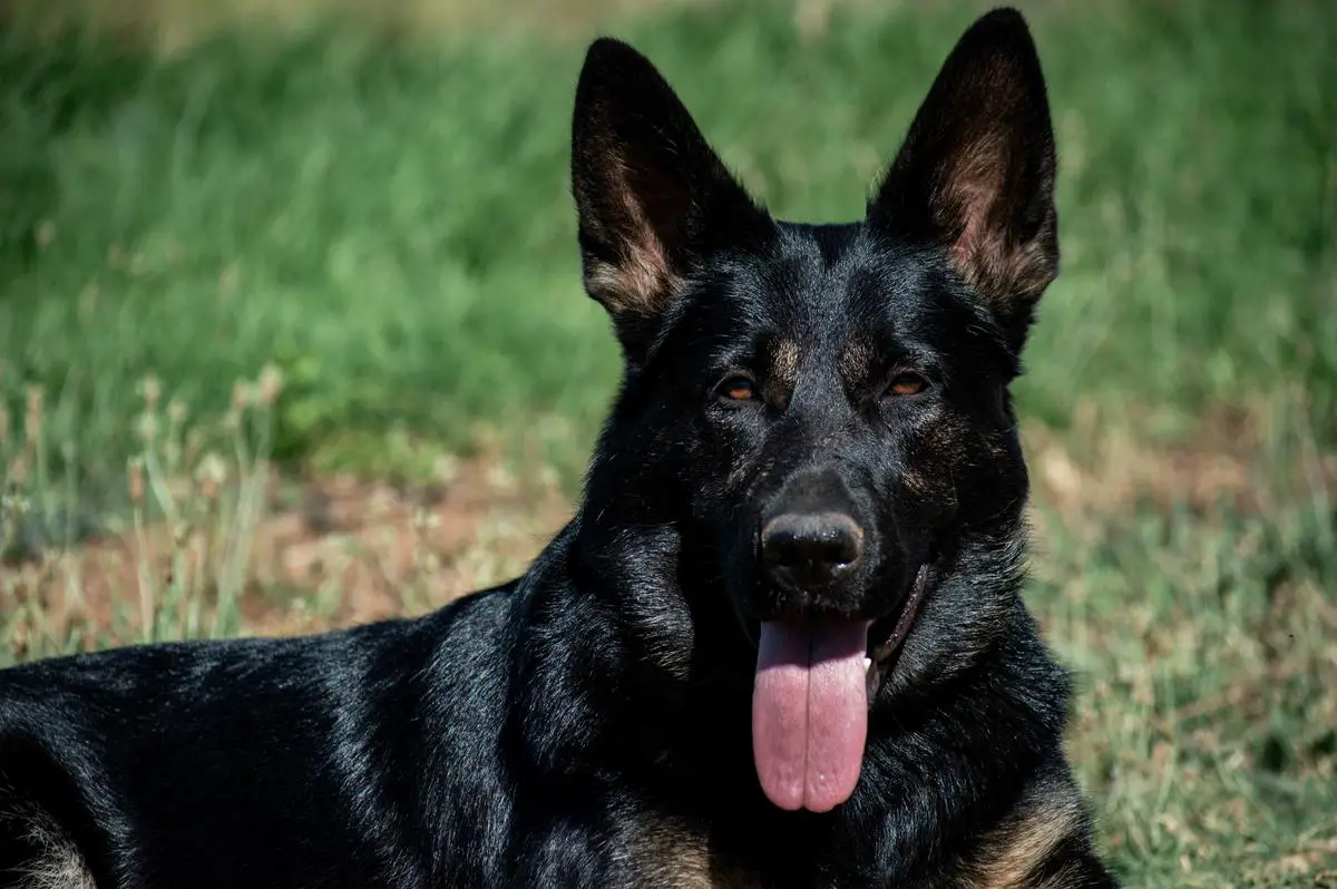 Yuga vom Warnemünder Moorgeist