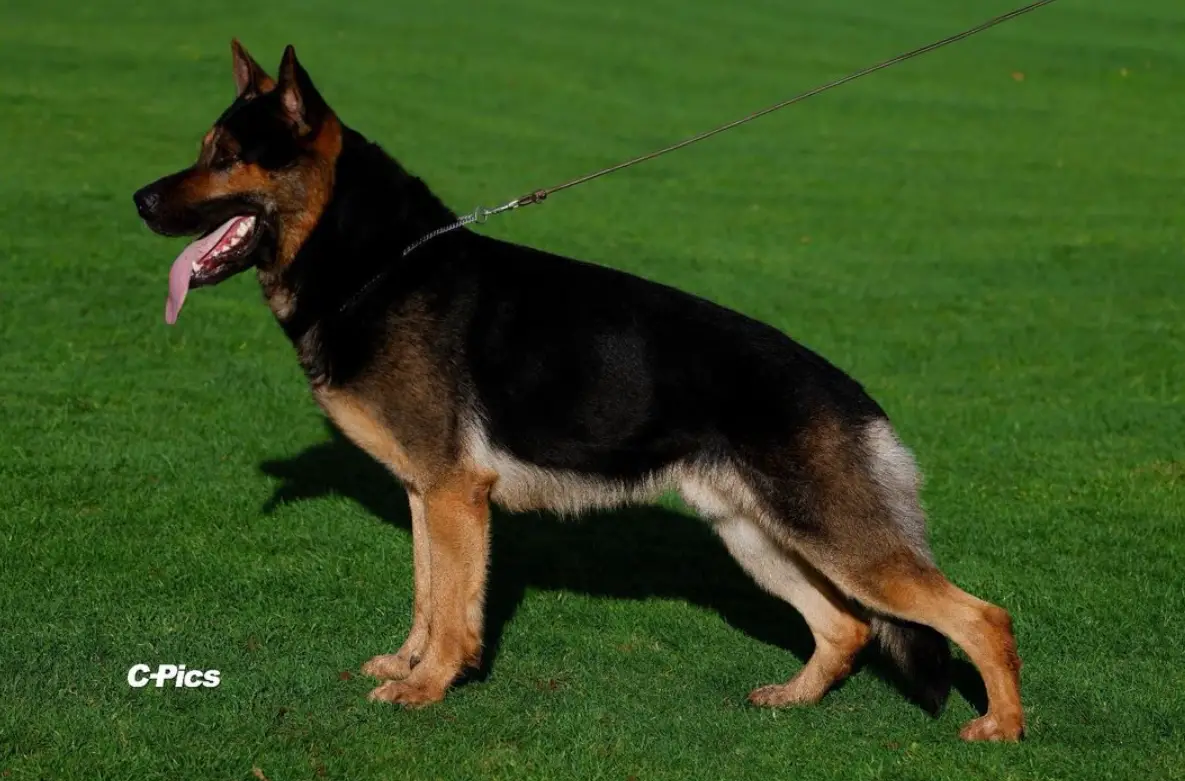 Drengr vom Lehrbacher Schloß