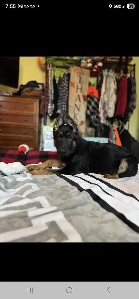 Delta Vom Lillibruke Strass