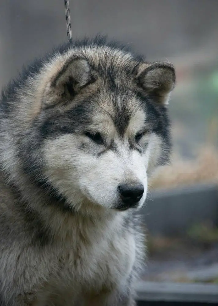 Mazurstar Faithfull Friend