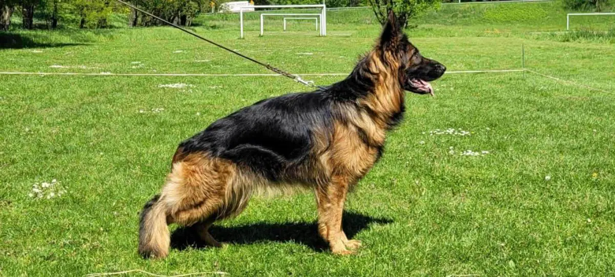 DEMI Corazon de Lobo