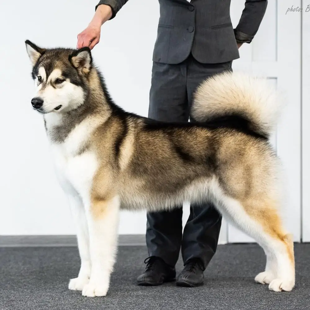 Sugar Baby Polarni Usvit