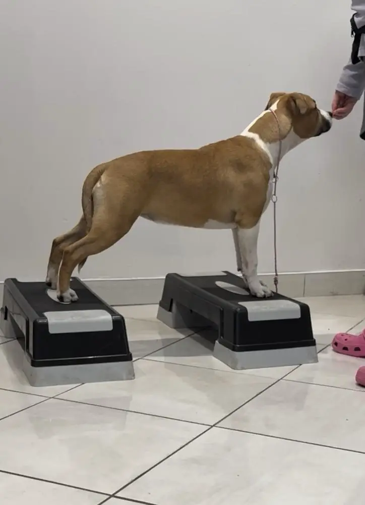 Poker Life Tartaletka Verona