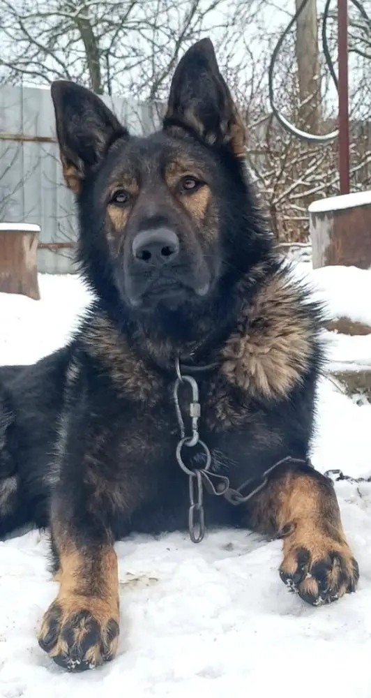 Na Strazhe Severa Jastreb