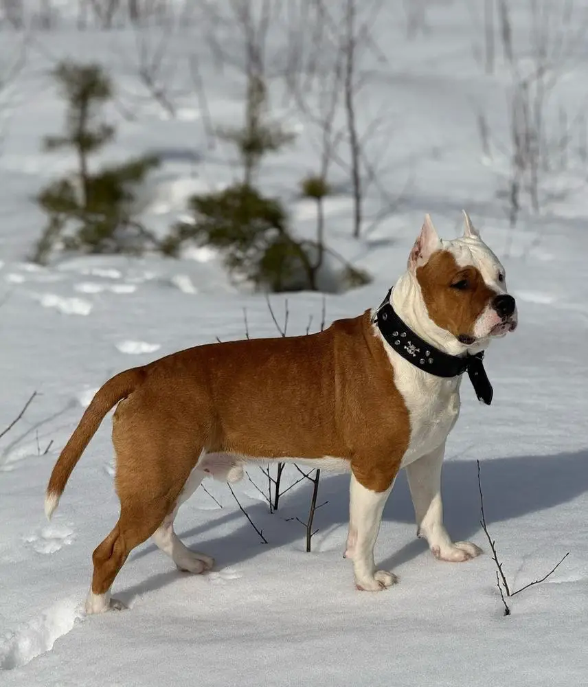 PETROVSKIY TALISMAN PARADISE