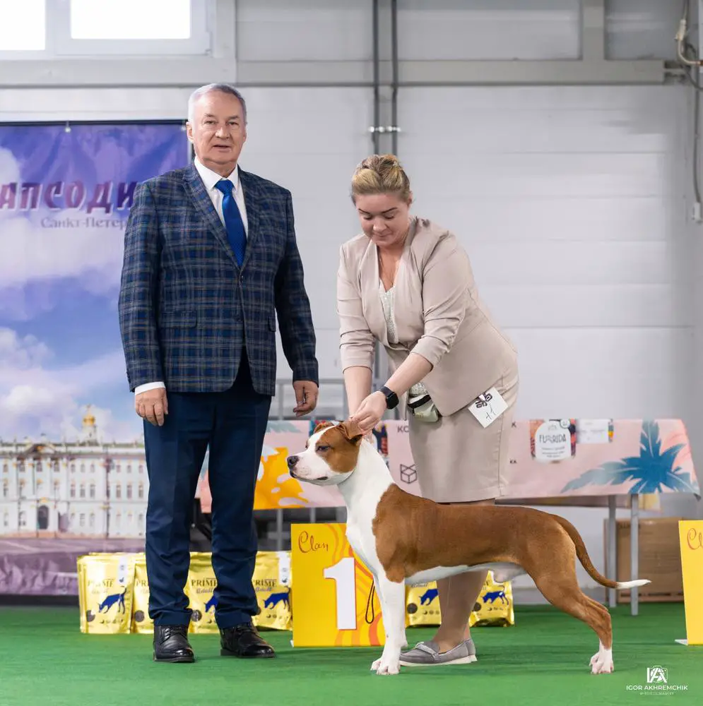 PETROVSKIY TALISMAN SONIC