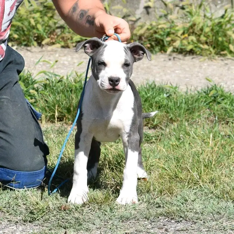 Marash Lord of Bests