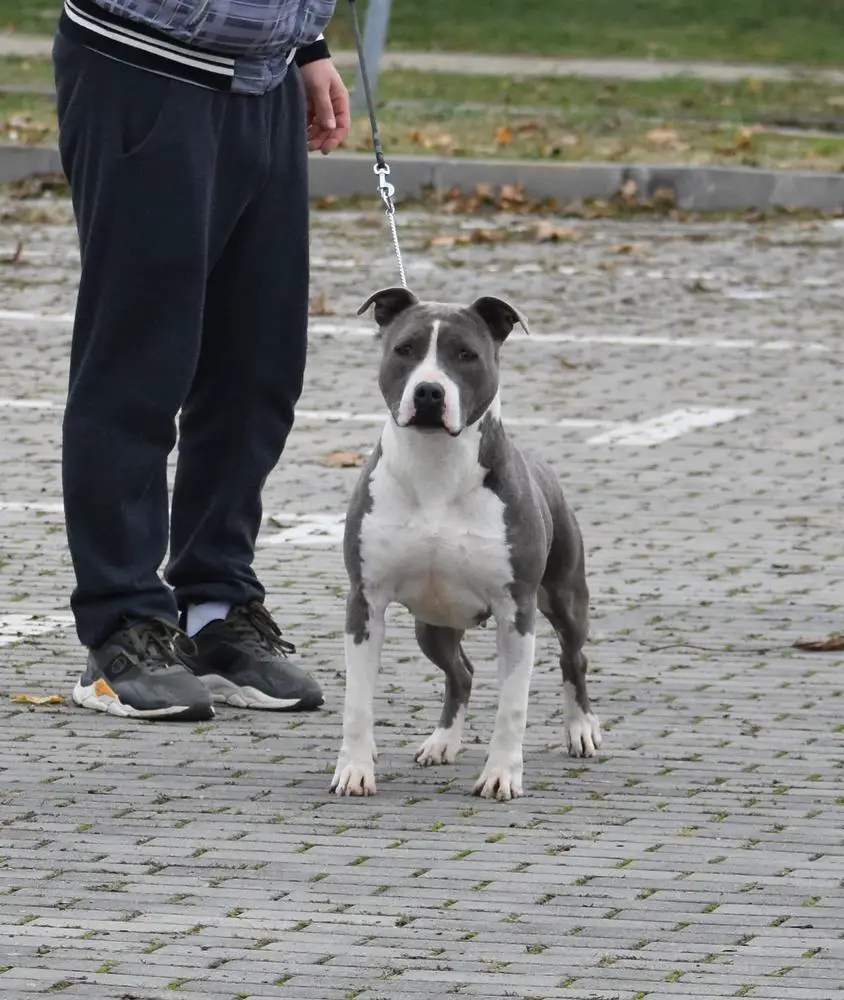 Forte Royal Gold Line