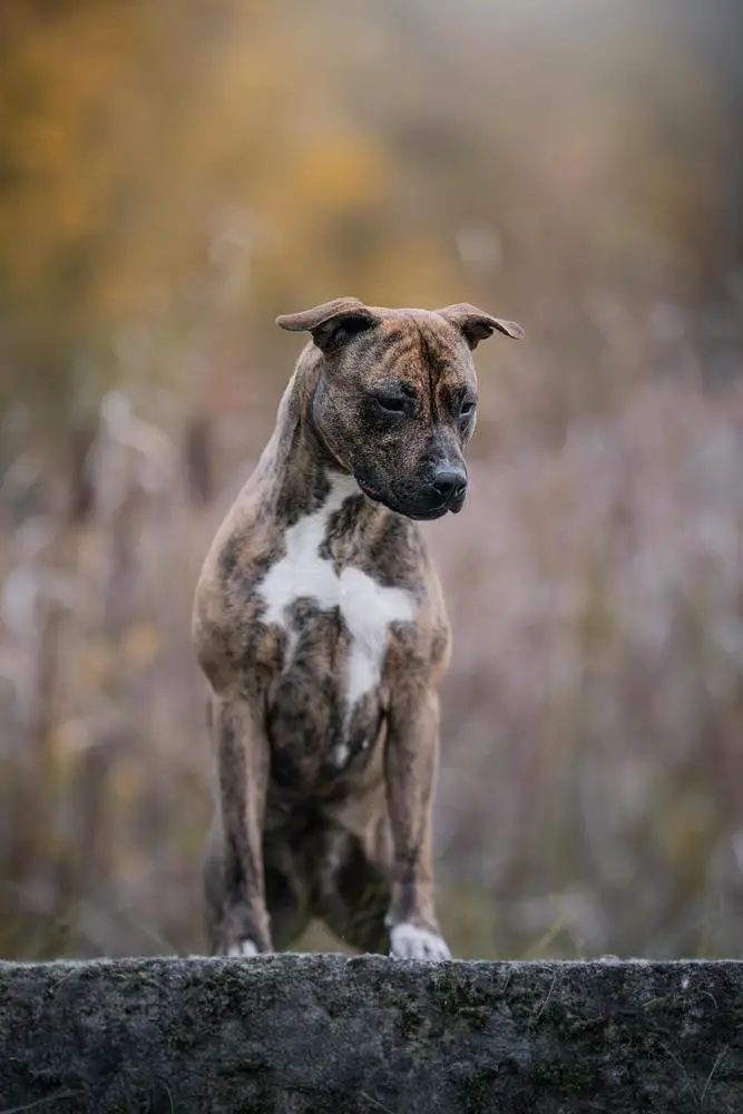 Bagira Desert Flower