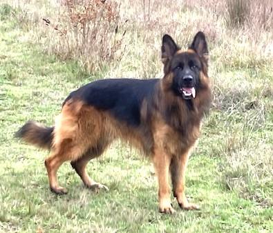 Xeno Rocco Von Sonnentanz