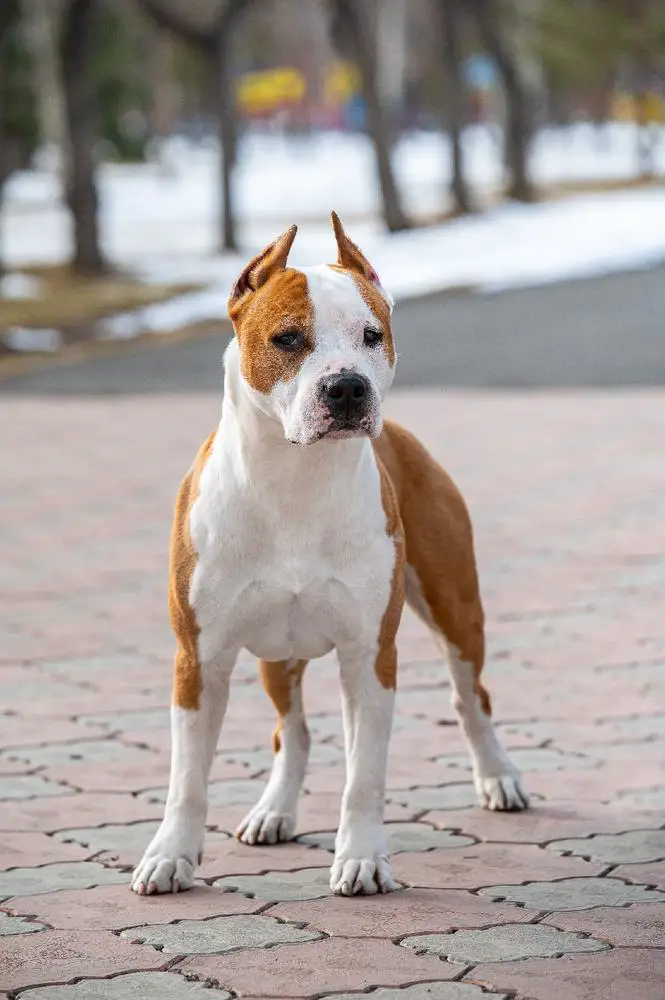 ZHELTAYA RAPSODY OBERYN MARTELL