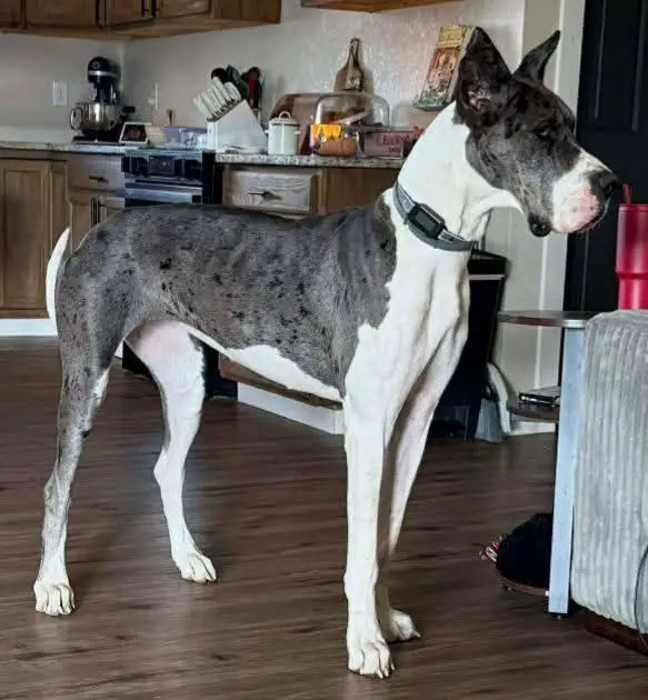 SMGD's Immersed In The Melody