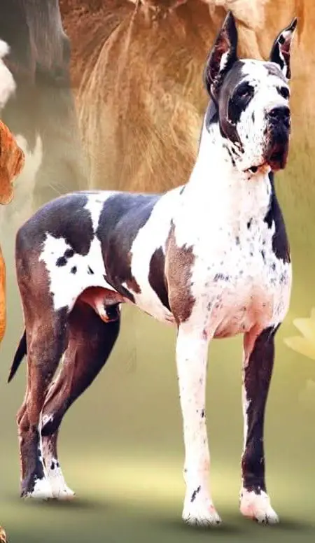 Gemmstone Danes Logan's Light