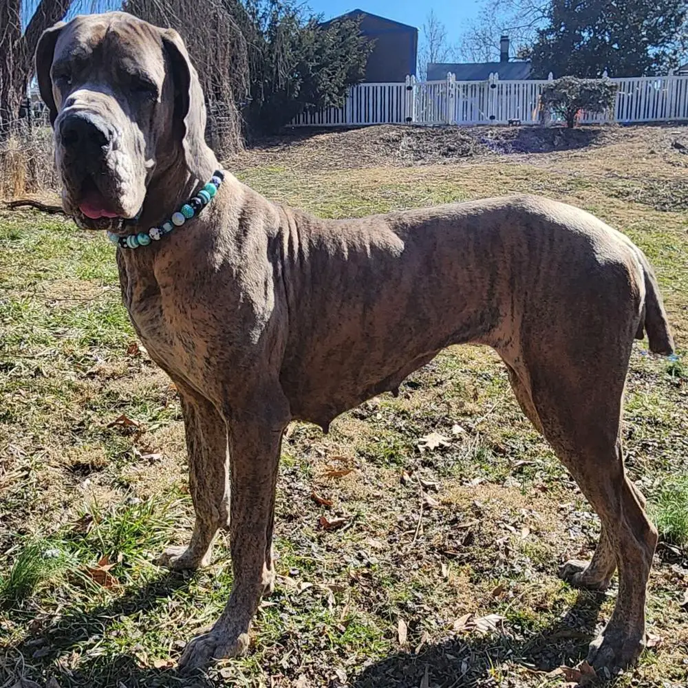 SMGD's Meadows Of Ash V Bates Danes