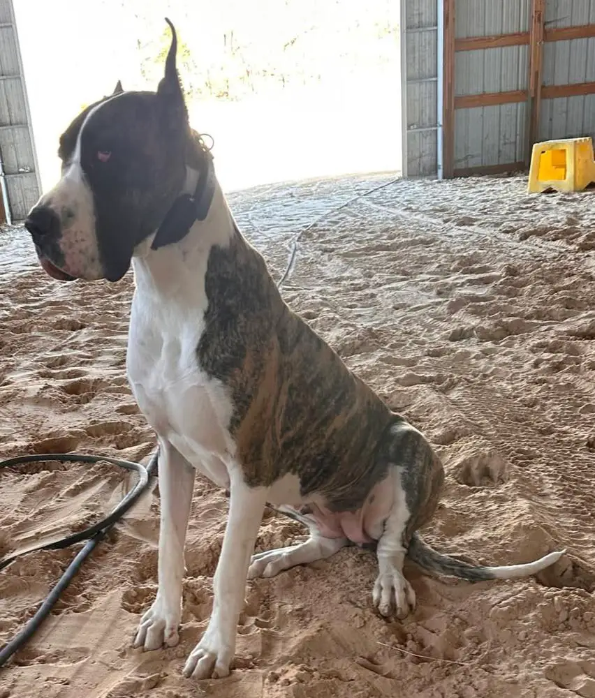 SMGD's The Witch Of The Wilds