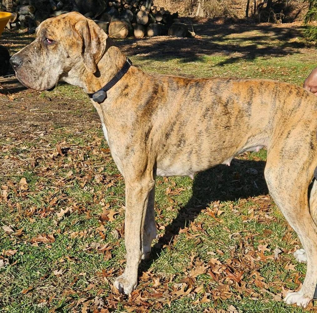 SMGD's Surrounded By Sun Of Bowen Danes