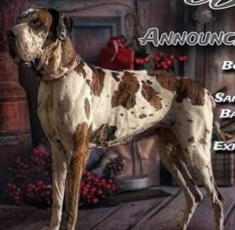 Sanza Northwood Euro Danes